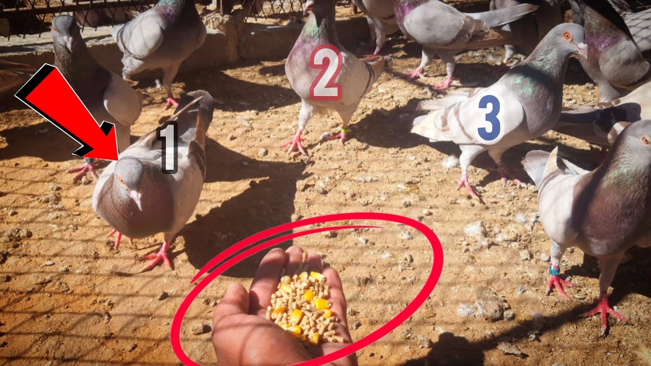 Feeding Pigeons for 7 Days — This Actually Worked!