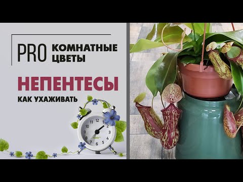 Непентесы - хищное растение с кувшинчиками | Насекомоядное растение | Как ухаживать за непентесом