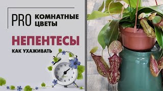 Непентесы - хищное растение с кувшинчиками | Насекомоядное растение | Как ухаживать за непентесом