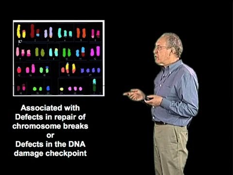Defects In DNA Repair Proteins Jim Haber Brandeis