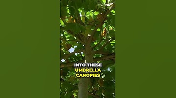 Transforming Young Trees into Stunning Umbrella Canopies: What You Didn