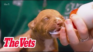 The Vets - Season 1 Episode 1: City Vet, Country Vet