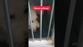 Миша 😂 #shorts #животныедома #животныепрекрасны #приколысживотными #прикольноевидео #смешныеживотные