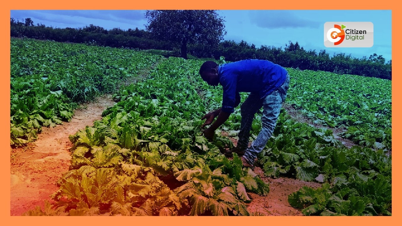 Wakulima washauriwa kupanda mbegu zilizoidhinishwa Busia