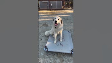 Mastering the Silent Language How Spatial Pressure Builds Trust, Not Fear