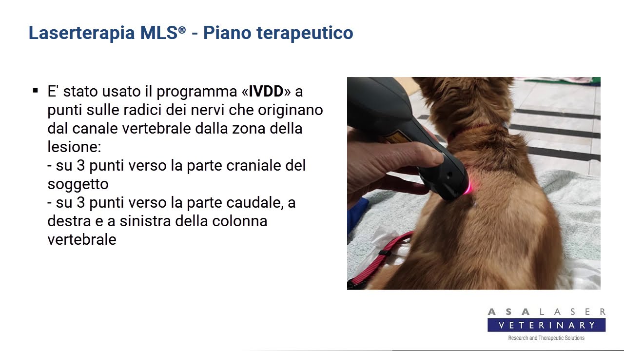Buffy Meticcio Con Paraparesi Per Estrusione Discale YouTube buffy-meticcio-con-paraparesi-per-estrusione-discale-youtube