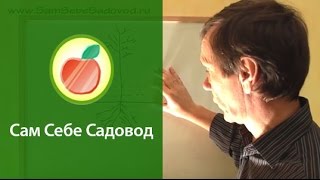 Где у саженца корневая шейка?