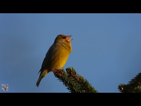 Video: Verdier Som Et Kulturelement