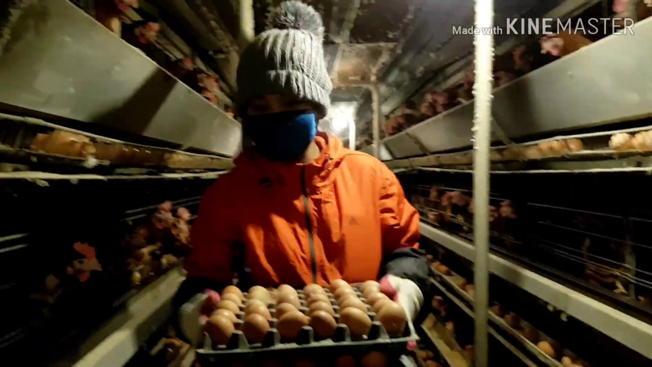 Harvesting egg.part time job south korea. YouTube
