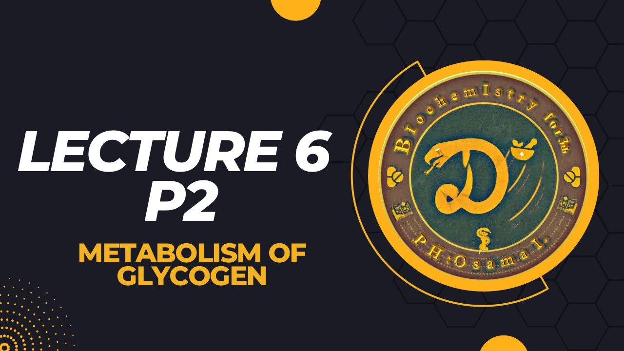 شرح البايوكمستري الوزاري المحاضرة السادسة   على المصدر المعتمد/Lec.6 /  metabolism of glycogen p2