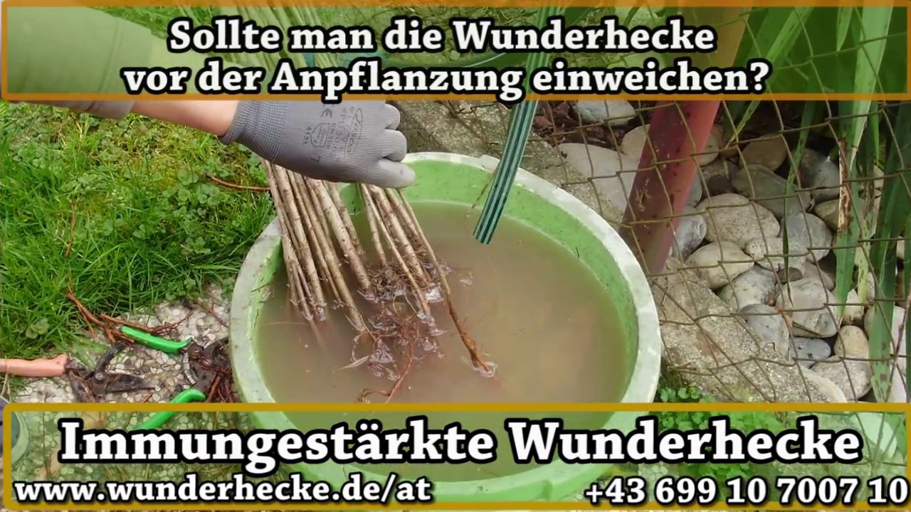 Einweichen der Hecken - Stecklinge vor dem Anpflanzen