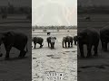 Amazing Facts about the Indian Elephant #facts #shortsfeed #wildlife #funfacts #animals #amazingfact