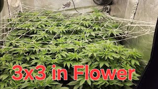 Ethos Planet of the Grapes. Mars Hydro 3x3 FC-4800. Mars hydro 5x5 FC-E8000.
