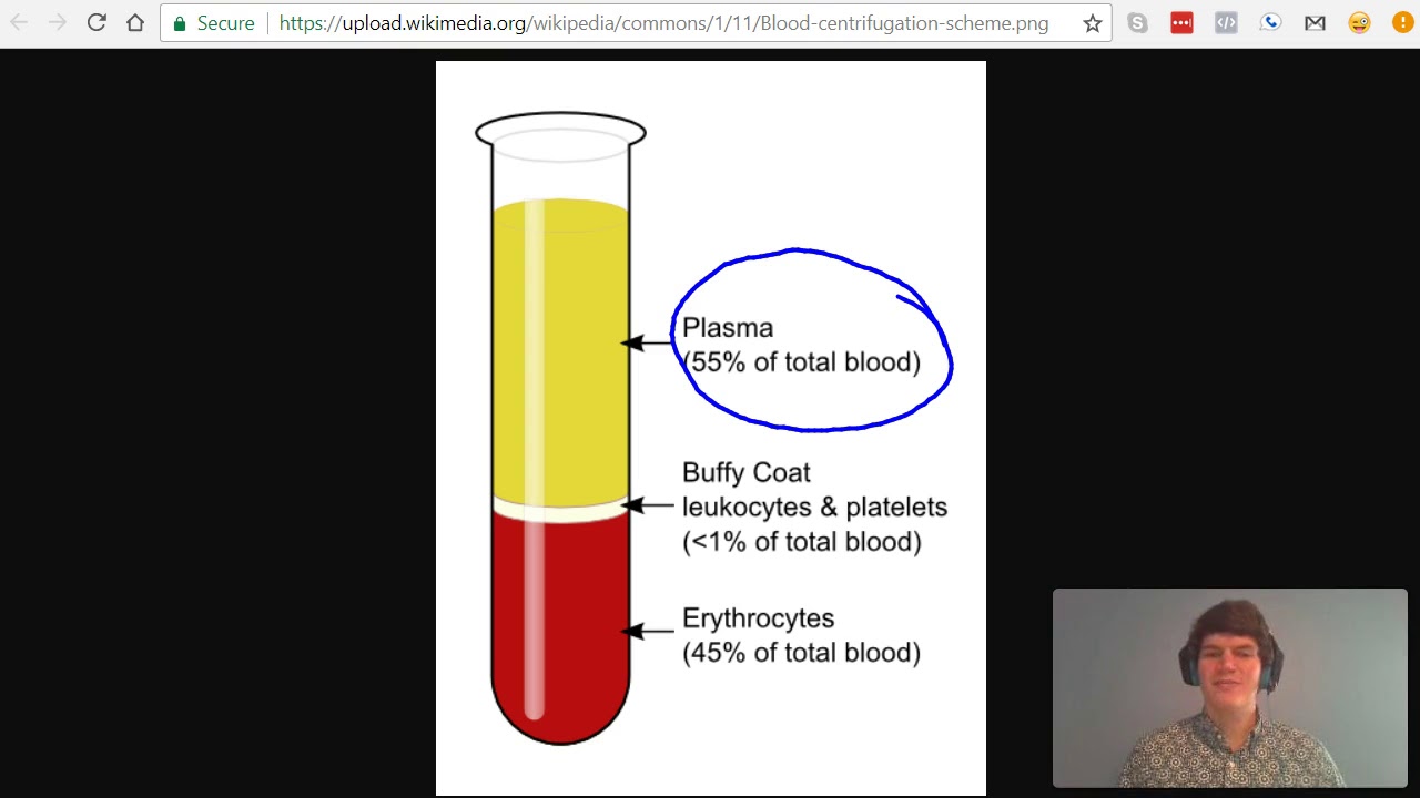 MCAT Question of the Day: Components of Blood - YouTube