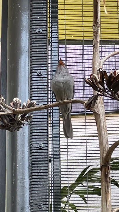 Brown-Backed Solitaire Bird’s Unique Call