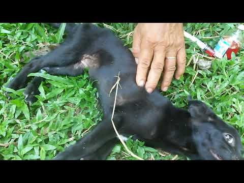 Video: Coonhound Tê Liệt ở Chó