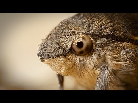 تصویری: چگونه جوجه مرغ مگس خوار متولد می شوند