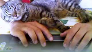the most boring cat video ever