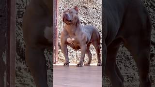 Pitbull vs Tibetan Mastiff#pitbull #pitbullfacts #shorts #viral #trending #americanbully #doglover