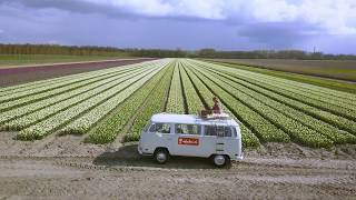 Flevoland Tulip fields | Holland
