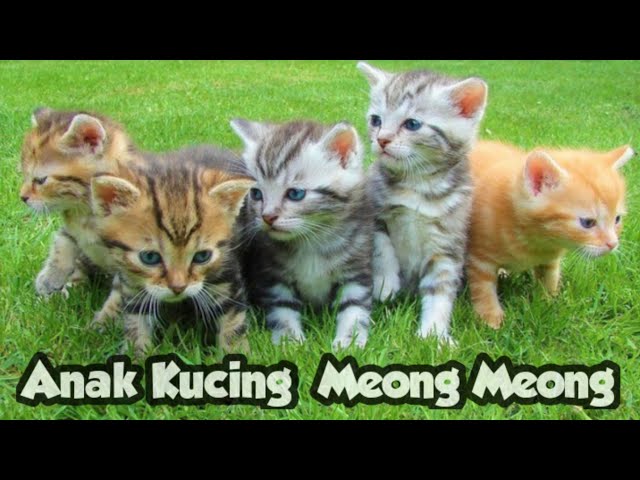 ANAK KUCING MEONG MEONG | Lagu Anak - Anak | Kompilasi Kucing Lucu class=