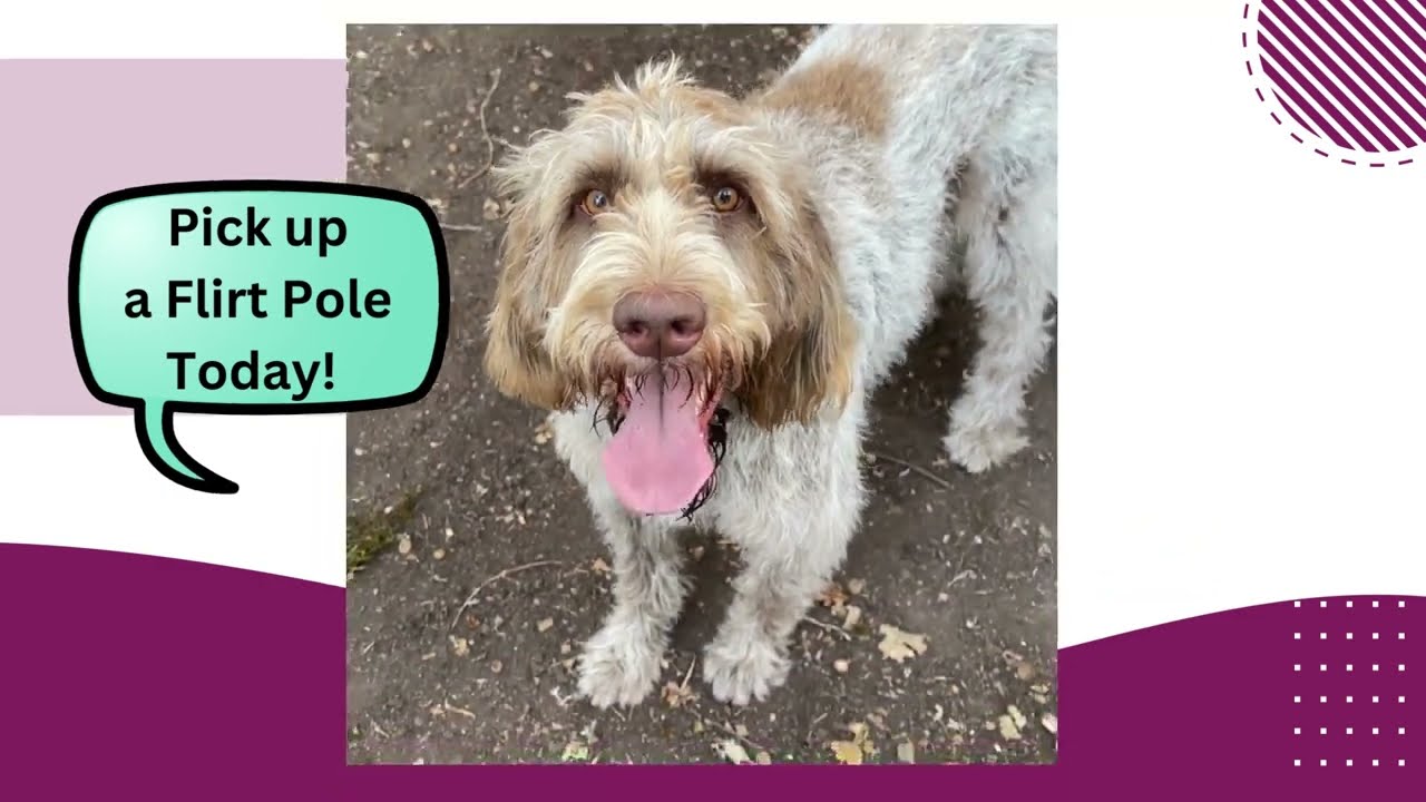 High Energy Dogs?? You NEED this Toy! YouTube