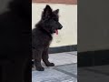 ABlack German Shepherd Puppy Face Quality 😍 | Perfect Head Shape, Muzzle & Eyes Detail 🐾🖤❤️🖤