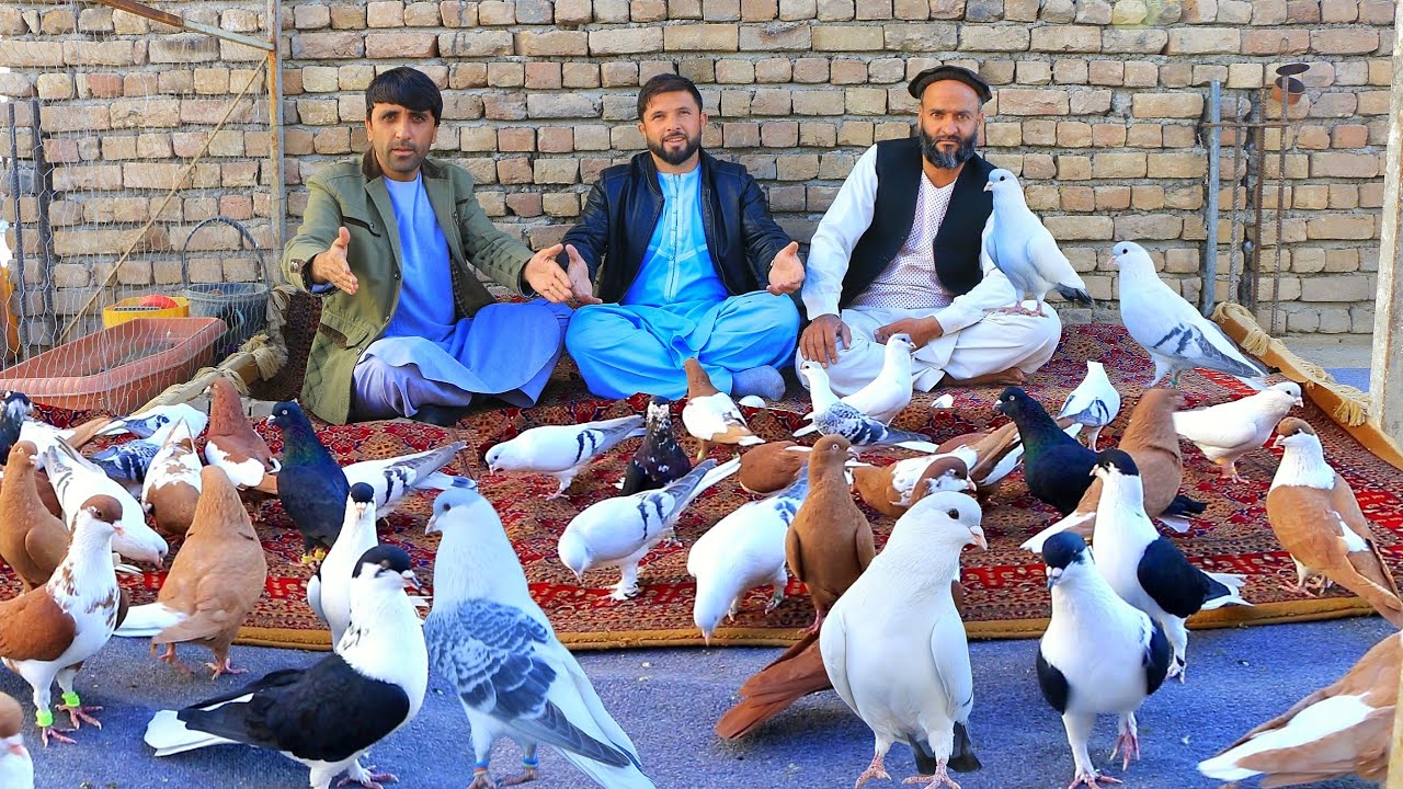 یک جوره کفتر را به $ 5,000 هزار دالر خریدار است | من تجارت نه بلکه شوق میکنم راه تجارت از شوق جداست