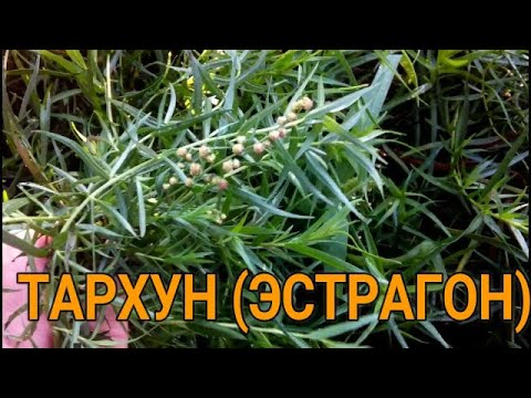 🌿✅ ЦЕЛЕБНАЯ СИЛА ТАРХУНА. ПРИМЕНЕНИЕ