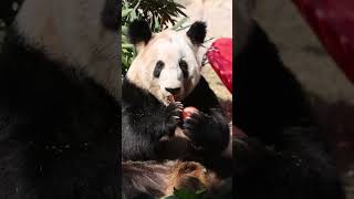 🐼春天到了 丫丫喊你出来晒太阳！#Panda #Animal 【跟着图尔去旅行】
