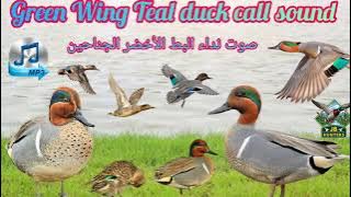 Green Wing Teal duck call | صوت نداء البط الأخضر | mp3 sound | Clear Sound for prefect hunting