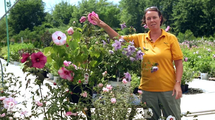 PETITTI Rose of Sharon and Hardy Hibiscus
