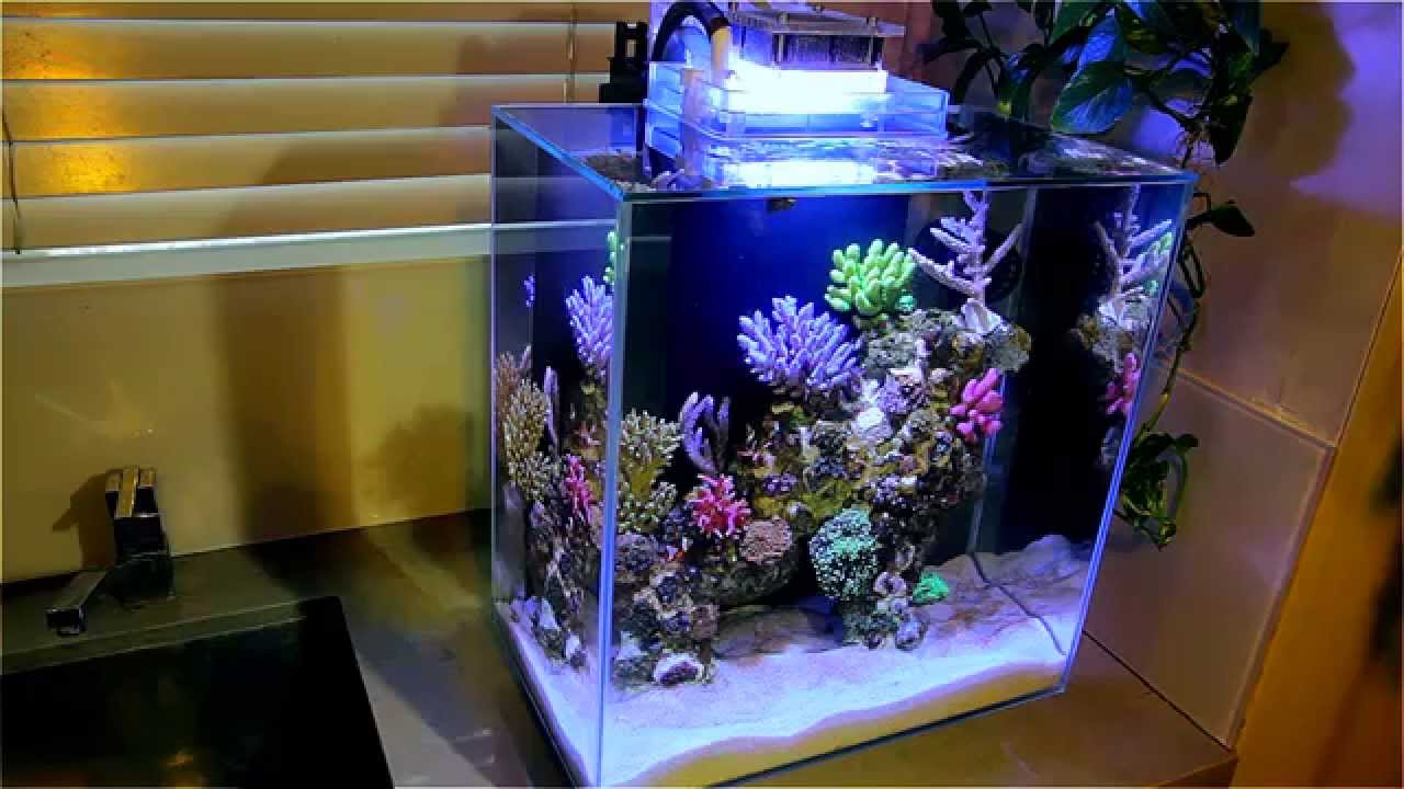 Fluval 12g Nano Reef - YouTube