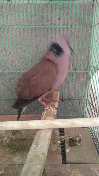 Hasil Kawin silang Derkuku dengan Deruk puter geni