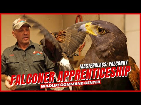 Getting Ready for Falconry Hunt | Wildlife Command Center - Ep. 2