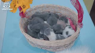A Basket of Kittens
