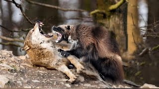 Wolverine Beat the Timber Wolf in 1vs1 | Wolverine VS Top Predators