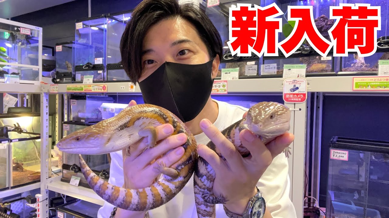人気種のアオジタトカゲが大量入荷！超美個体も！【キタアオジタトカゲ】