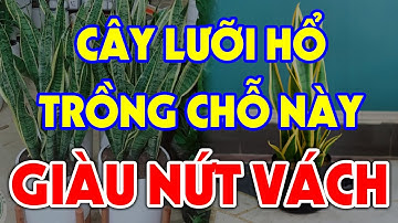 Nên TRỒNG CÂY LƯỠI HỔ Ở Đâu Trong Nhà Để THU HÚT TÀI LỘC GIÀU SANG BỦA VÂY, Tiền Vàng Ùn Ùn Kéo Vào?