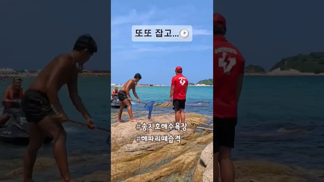 해파리떼습격ㅣ어벤저스 출격 #송지호 해수욕장 #해파리 #shorts