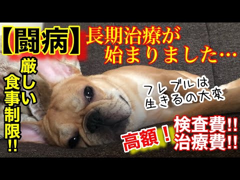 【闘病】0歳の子犬に病気が判明しました…動物病院の高額な検査費用に驚愕‼︎厳しい食事制限で長期治療⁉︎ブリーダーの所の兄妹と同じ症状で先代犬と同じまさかの原因が！【フレンチブルドッグ 】【フレブル】