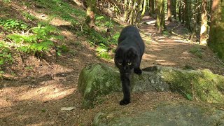 Forest walks are simply the best..🐾🥰