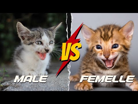 Chat mâle ou
