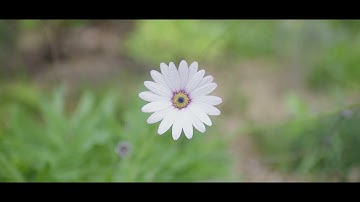 The Book of Wilding:  A Practical Guide to Rewilding, Big and Small