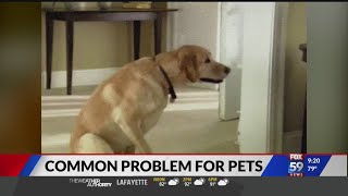 Vet answers questions about common health issues