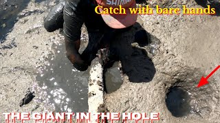 Amazing Hunting Skills Many Giant Crab Caught In The Muddy Pit With Bare Hands - Crab Hunting Season