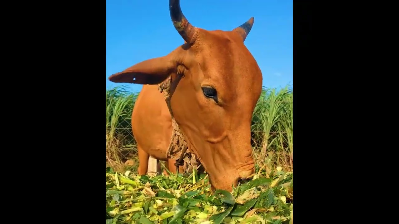 Adopted Cow Mamta Doing Well