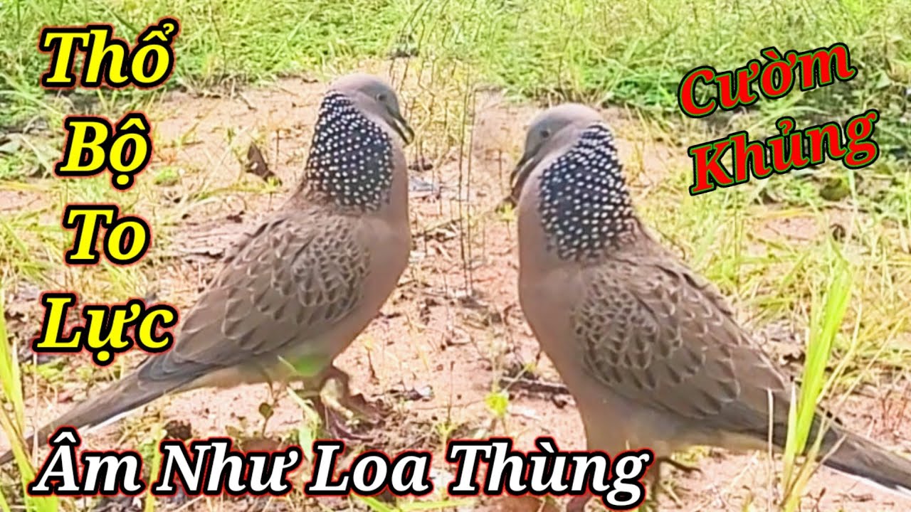 Bẫy Cu Gáy mồi Đất/Clip396/Thổ Gù Phóng/Có kèm/Âm Giọng Như Loa Thùng/Hậu Kon Tum