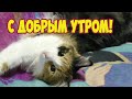 ДОБРОЕ УТРО! Видео открытка ПОЖЕЛАНИЯ С Добрым Утром и Хорошим Днем!