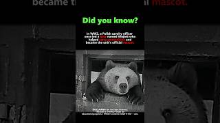"Did You Know Poland Had a Bear Soldier? 🐻🇵🇱 | Wojtek in WW2 #history #facts #ww2"
